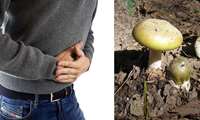 چگونه از مسمومیت با غذا، قارچ و گیاهان سمی جلوگیری کنیم؟