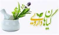 آشنایی با گیاهان دارویی بومادران،سیر،الوورا یا صبرزرد و ختمی در گفتگو با معاون غذا و داروی دانشگاه علوم پزشکی فسا