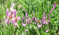 آشنایی با گیاه دارویی سنا، زعفران، رازیانه و شیرین بیان در گفتگو با معاون غذا وداروی دانشگاه علوم پزشکی فسا